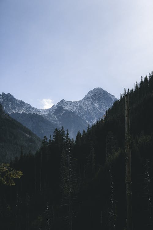 Fotos de stock gratuitas de abeto, acantilado de montaña, al aire libre
