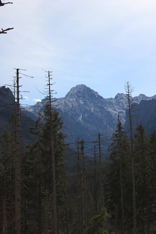 Green Trees Near the Mountain