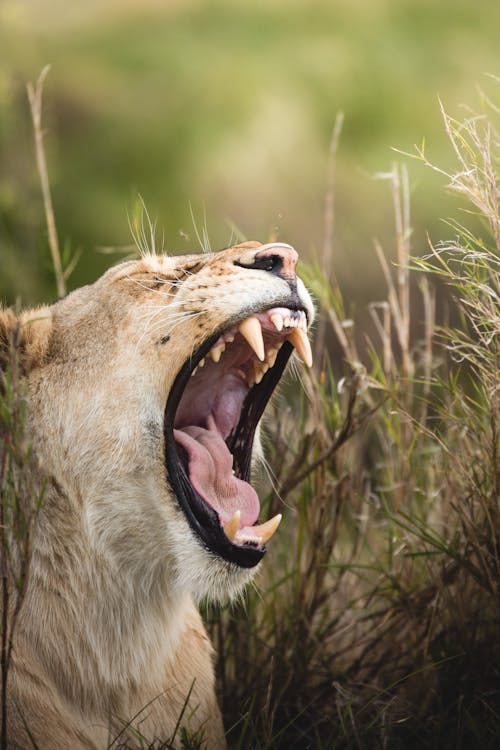 A Yawning Lion Beside on Green and Brown Grass