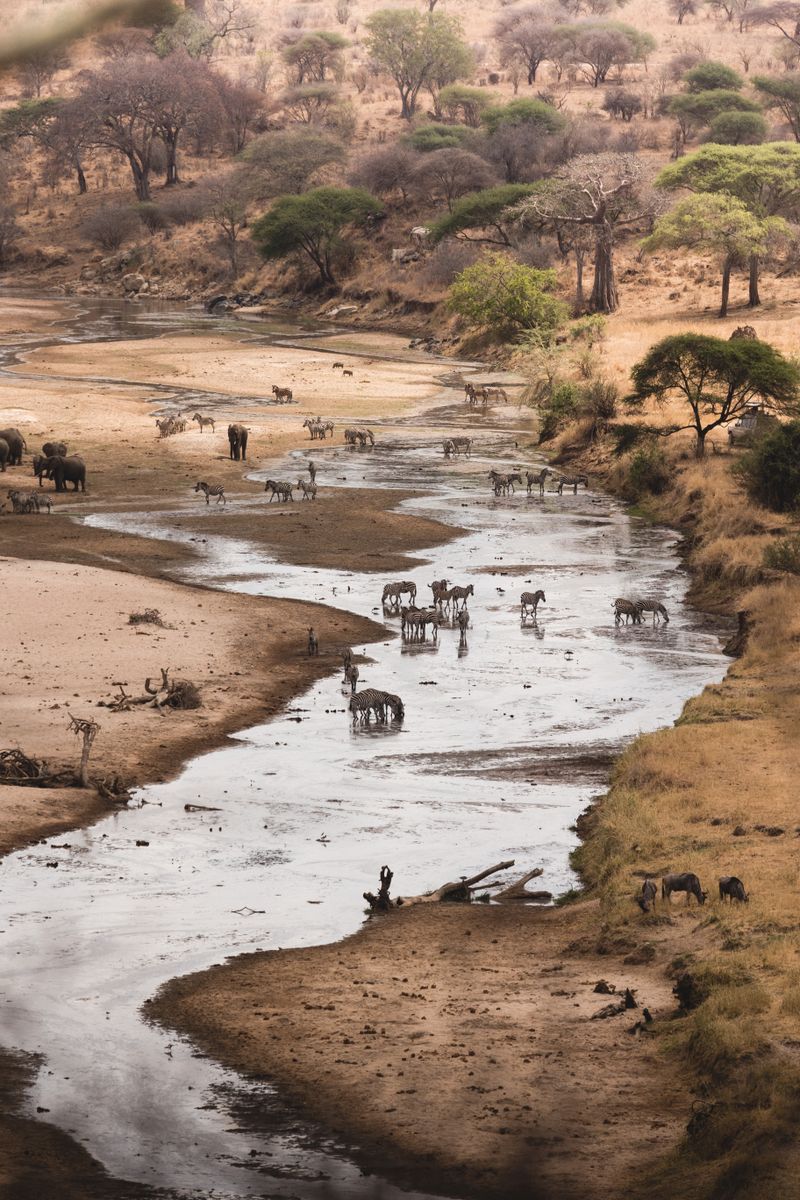 Tarangire
