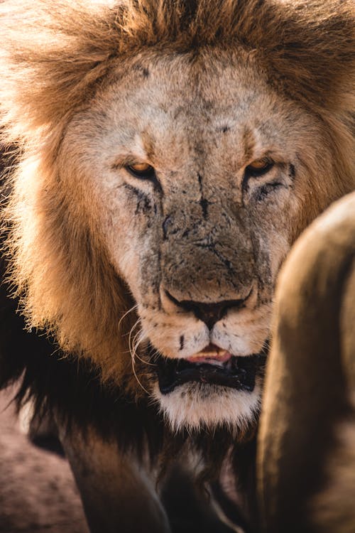 Free Close-up Photo of Wild Lion  Stock Photo