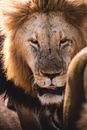 Brown Lion With Tongue Out