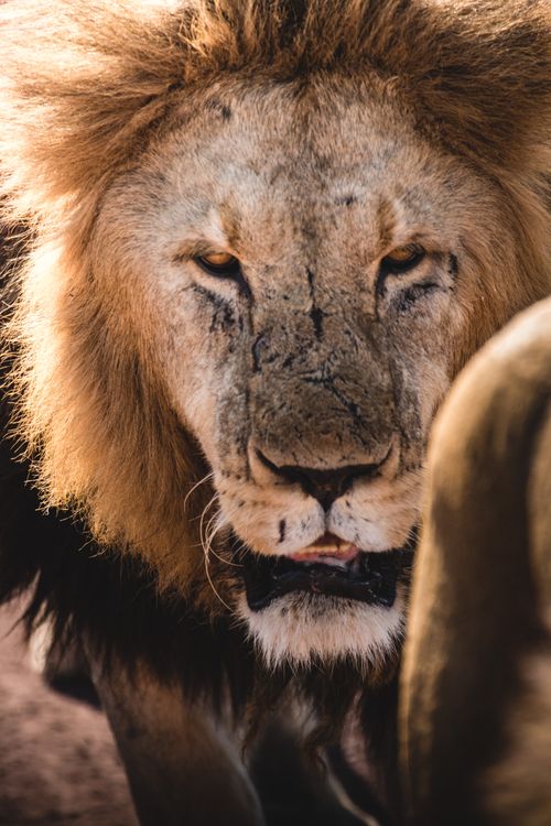 Free Close-up of a majestic lion showcasing its fierce gaze in the wild, embodying natural strength. Stock Photo