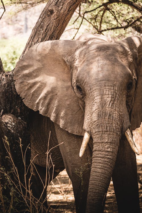An Elephant Beside a Tree