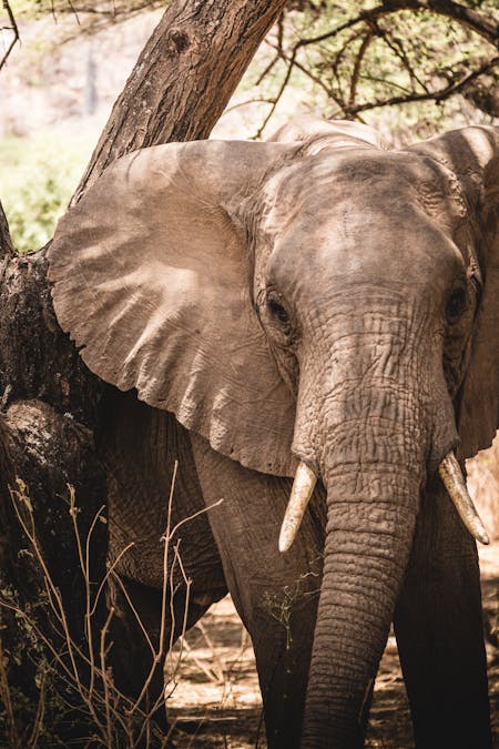 Why is elephant ivory illegal?