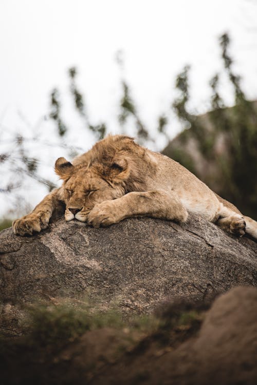Sleeping Brown Lioness Lying on Gray Rock