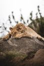 Brown Lioness Lying on Gray Rock