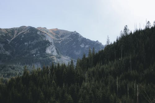 Gratis stockfoto met berg, bergketen, bosbomen