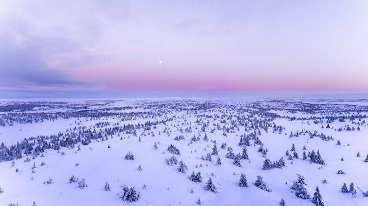 Snow Covered Field