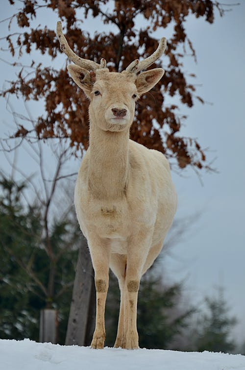 A Fallow Deer Standing on a Snow Covered Ground