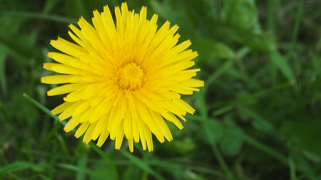 Free stock photo of dandelion, flower, yellow