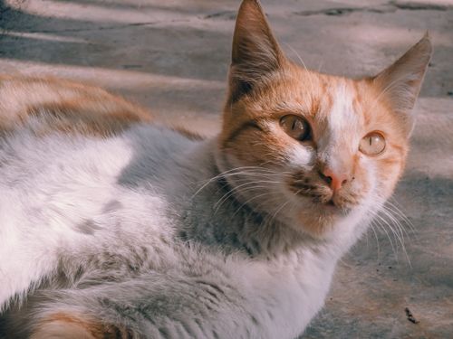 Free Adorable ginger and white cat basking in sunlight with a playful expression. Stock Photo