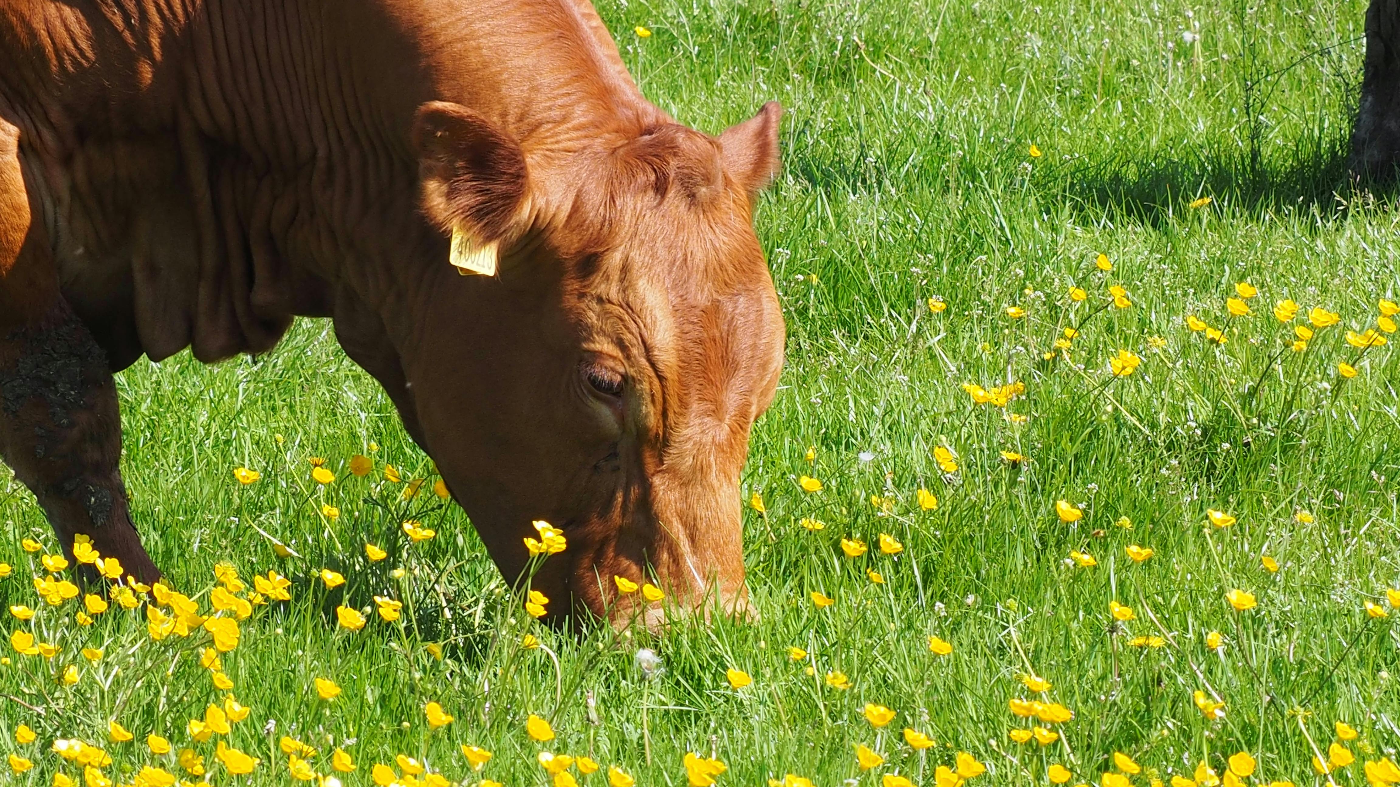 Free stock photo of bovine, brown cow, cow