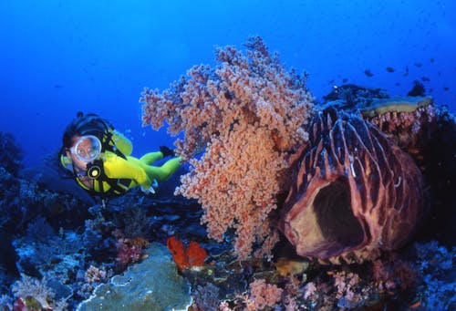 Gratis Fotos de stock gratuitas de arrecife, bajo el agua, buceando Foto de stock