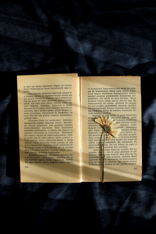 Free An open book with a dried flower on dark fabric, highlighted by sunlight. Stock Photo