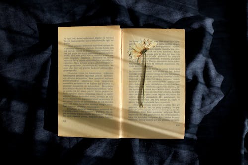Flower in an Opened Book 