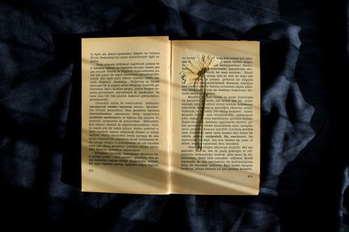 Free An open book with a dried flower placed on a dark fabric background, in natural light. Stock Photo