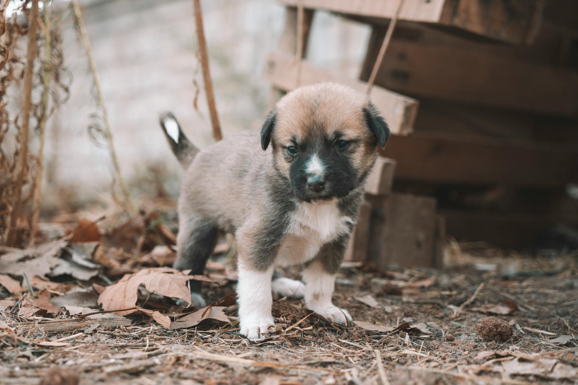 Brown Coated Puppy Standing on the Ground