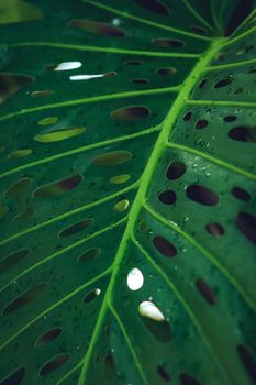 Detailed view of a green Monstera leaf featuring dewdrops. Perfect for nature and botanical themes.. pexels, detailed, view