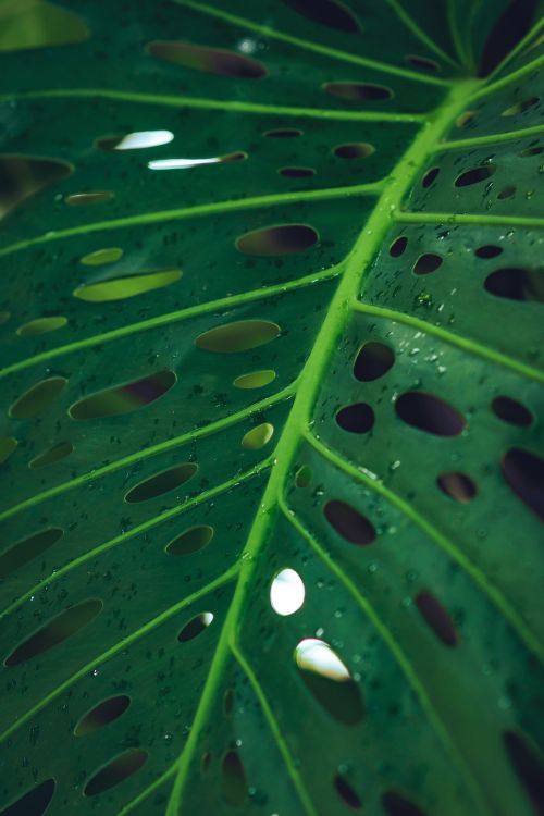 Free Detailed view of a green Monstera leaf featuring dewdrops. Perfect for nature and botanical themes. Stock Photo