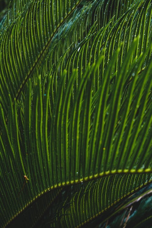 Free stock photo of leaf, plant, rain Stock Photo