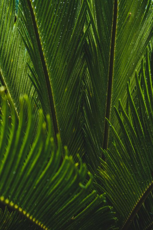Free Green palm leaves with dew droplets creating a fresh and natural look. Stock Photo