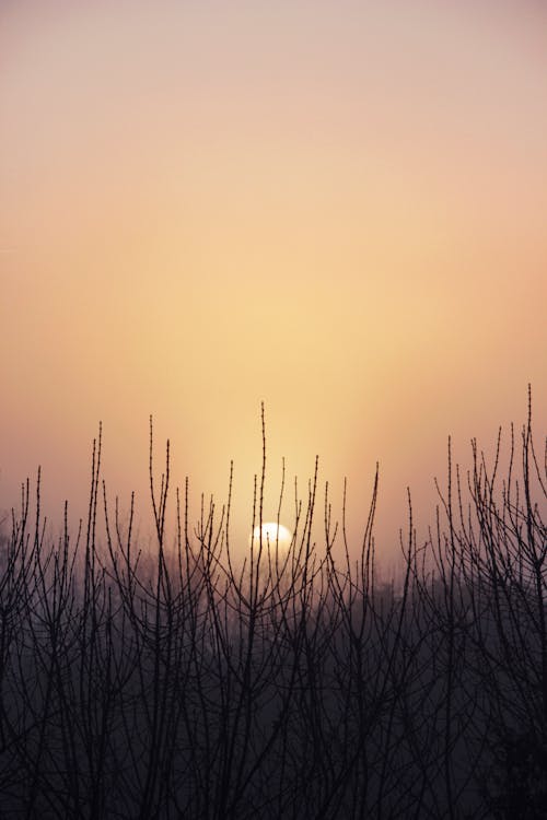 Ilmainen kuvapankkikuva tunnisteilla auringonnousu, dramaattinen, lehdetön Kuvapankkikuva
