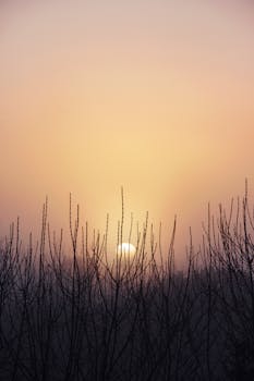 A serene sunrise with dramatic colors and leafless silhouettes in Nouvelle-Aquitaine, France.