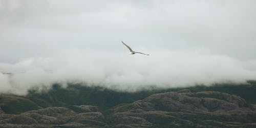 Free Bird Flying Under the White Clouds Stock Photo