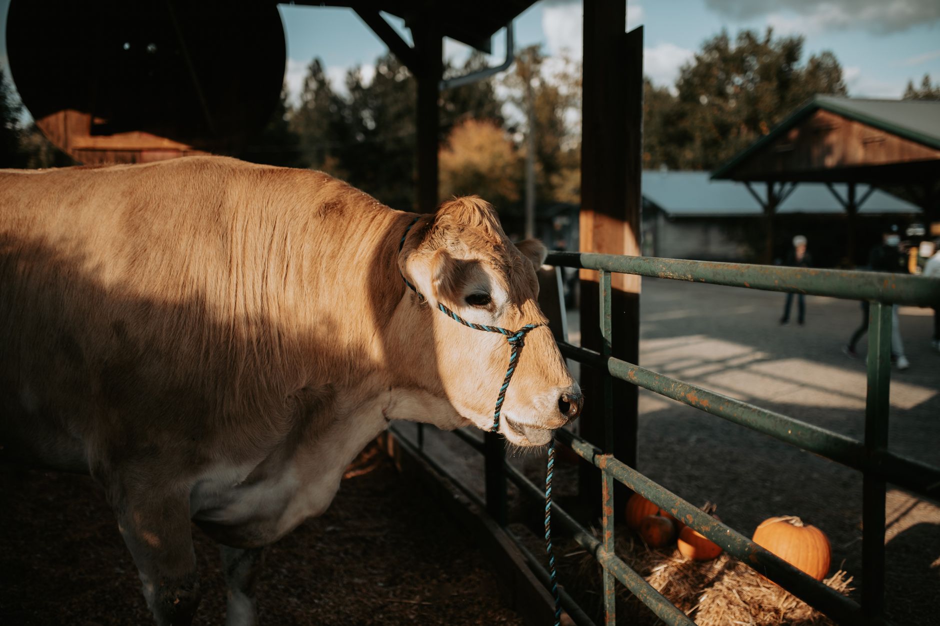 A cow undergoing diagnostic blood testing at a veterinary clinic