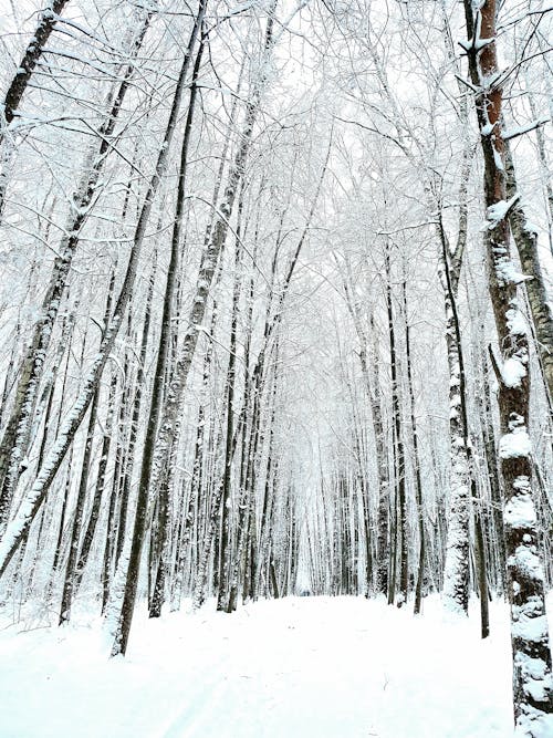 Fotos de stock gratuitas de árboles desnudos, bosque, clima frío