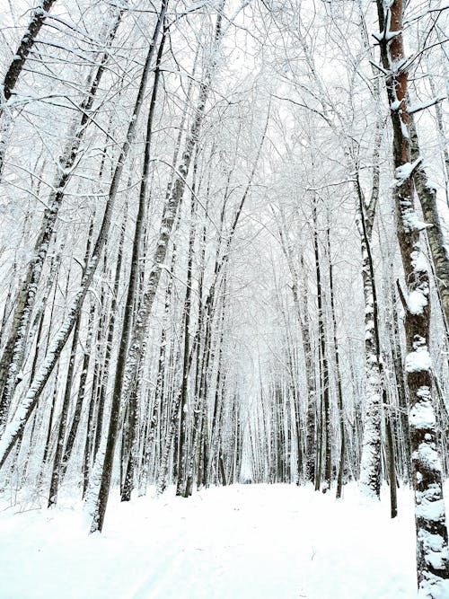 Leafless Trees on Snow Covered Ground