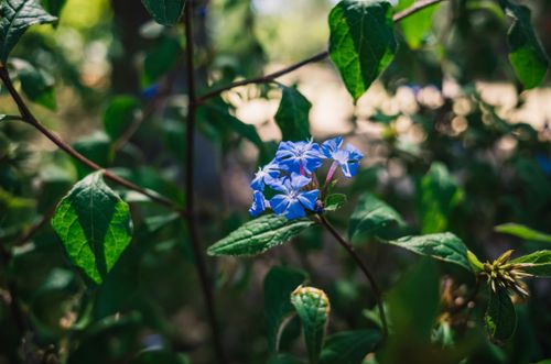 Free A close-up of blooming blue flowers surrounded by lush green leaves outdoors. Stock Photo