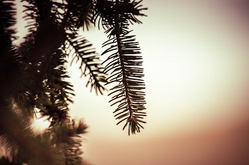 Fotobanka s bezplatnými fotkami na tému borovica, forrest, moody pozadia