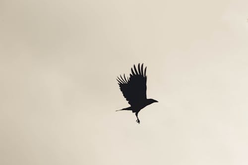 Gratis Fotos de stock gratuitas de cielo, cuervo, medio aire Foto de stock