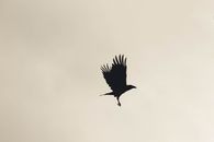 Black Bird Flying in the Sky