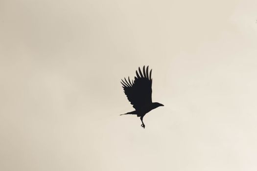 A striking black-and-white silhouette of a bird in mid-flight against a neutral backdrop, capturing a moment of grace.