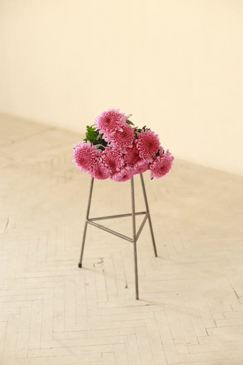 Fotos de stock gratuitas de botánica, cabezas de flores, desde arriba