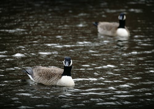 Geese on Body of Water