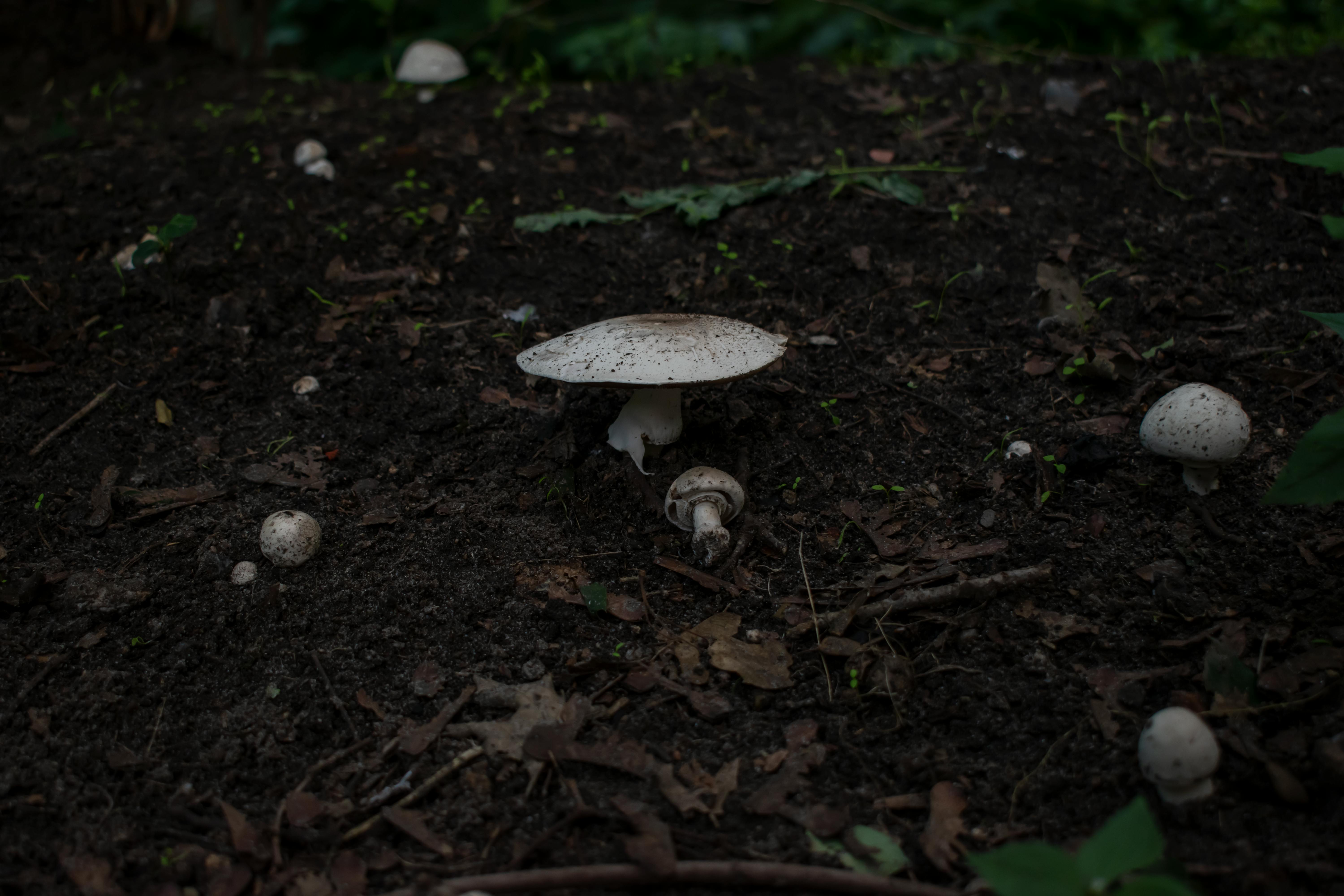 Close-up view of mushrooms growing on forest soil in the Netherlands. Perfect for nature enthusiasts. - Róterdam
