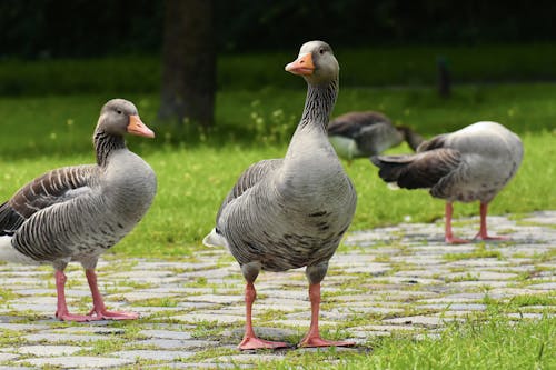 Free Two Gray Geese on Green Grass Stock Photo