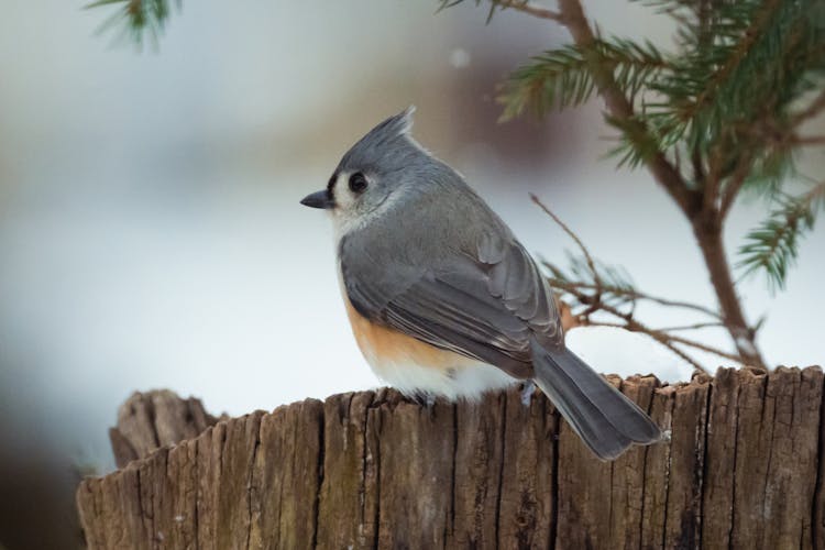 Close-Up Photo Of Tufted Titmouse Bird