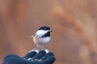 A Black-Capped Chickadee Perched on a Person's Hand