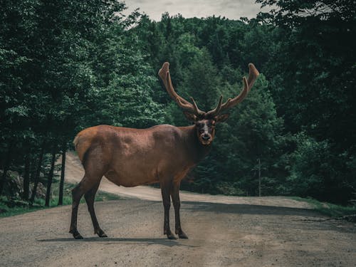 Free Brown Elk on Dirt Road Stock Photo