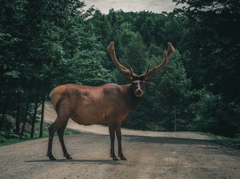 A striking elk stands on a serene forest path surrounded by lush greenery, exuding wilderness charm.