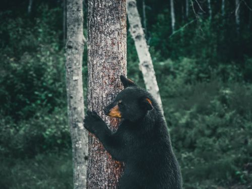 Free A Louisiana black bear climbing a tree in a dense forest, showcasing wildlife behavior. Stock Photo