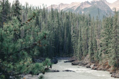 бесплатная Бесплатное стоковое фото с зеленые деревья, канада, национальный парк Стоковое фото