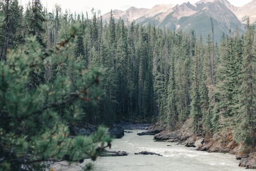 Free Majestic river flowing through lush evergreen forest with mountains in the background. Stock Photo