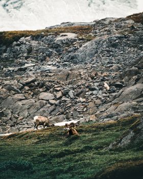Mountain goats grazing on a rocky mountainside with lush green grass and distant snow.