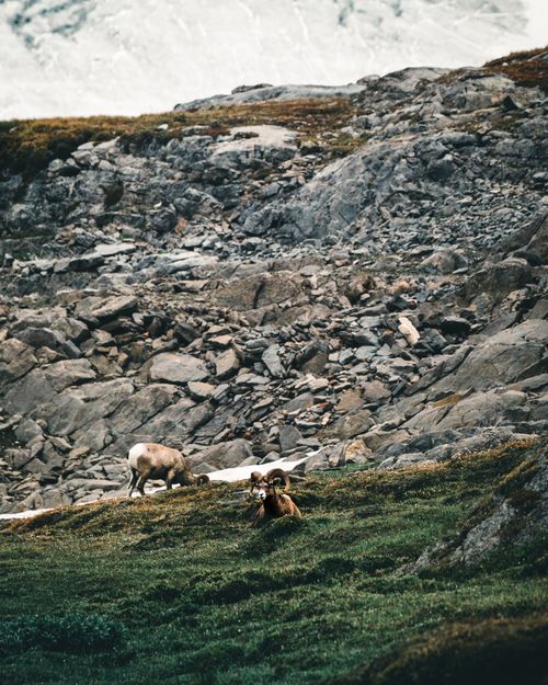 Free Mountain goats grazing on a rocky mountainside with lush green grass and distant snow. Stock Photo